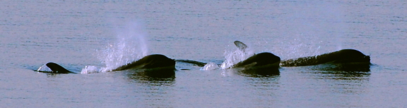 Three Orcas. Photo by Alex Shapiro.